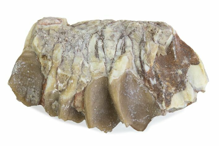 Fossil Oreodont (Merycoidodon) Jaw Section - South Dakota #375512